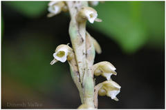 Peristylus plantagineus